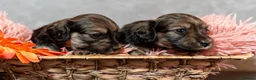 Miniature Dachshund dogs for sale: Champion bloodline Mini Dachshund Longhair - Advert 3