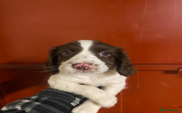 English Springer Spaniel dogs - Advert 2
