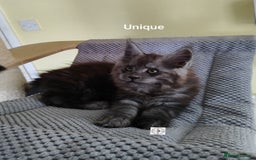 Maine Coon cats for sale: Absolutelly gorgeous kittens  - Image 9