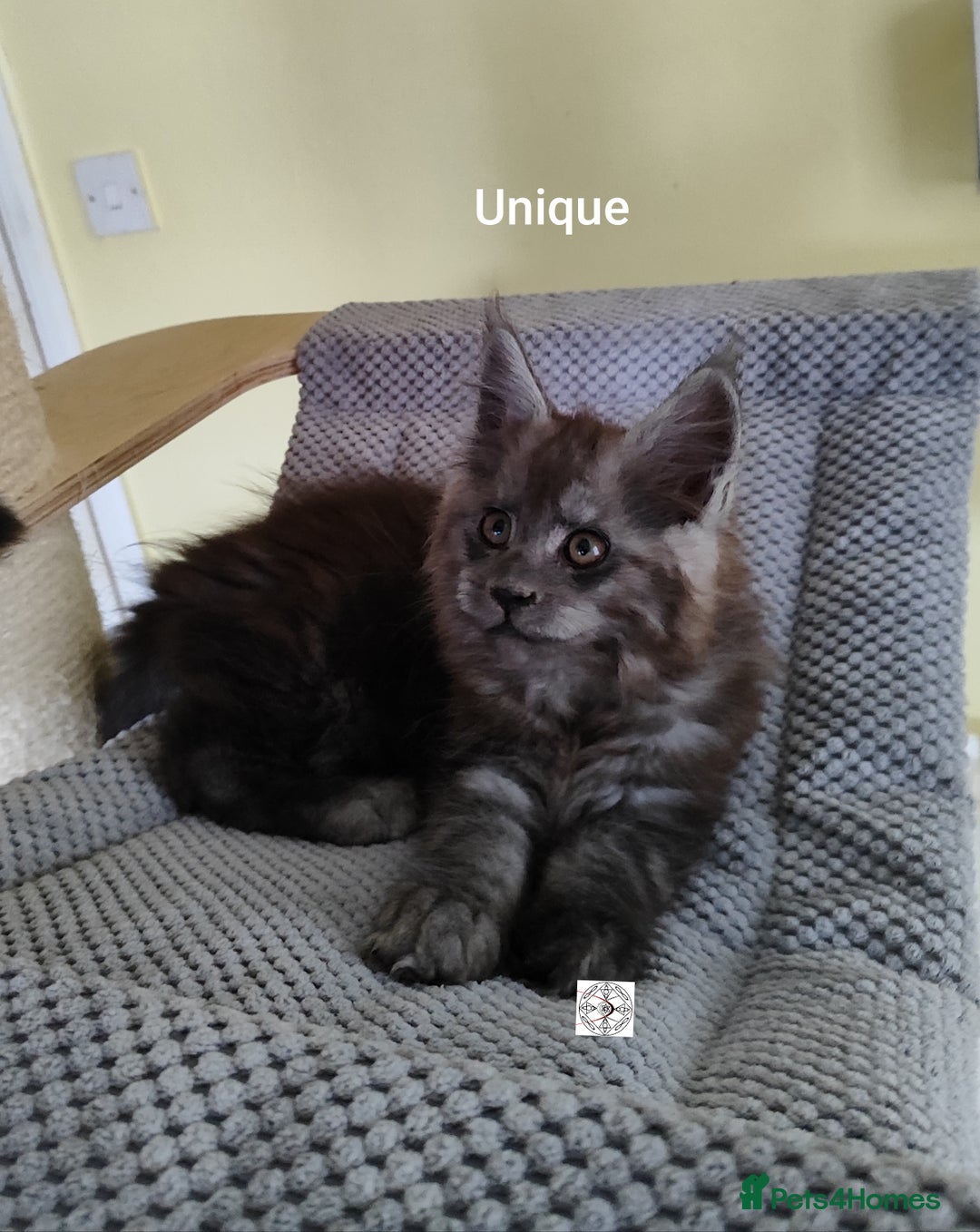 Maine Coon cats for sale: Absolutelly gorgeous kittens  - Image 9