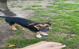 Mixed Breed dogs for adoption: 💙🐶 BRUNO 🐶💙 - Image 4