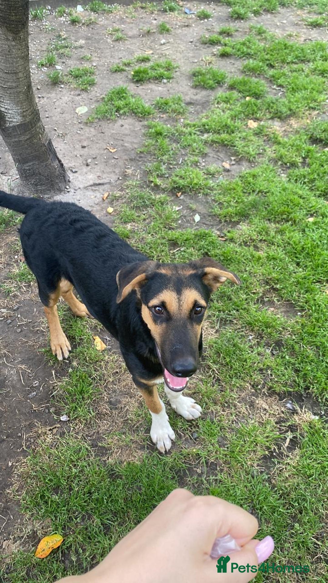 Mixed Breed dogs for adoption: 💙🐶 BRUNO 🐶💙 - Image 4