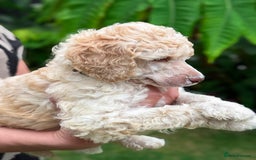 Standard Poodle dogs for sale: Standard Poodle Puppies Looking for Their Families - Image 14