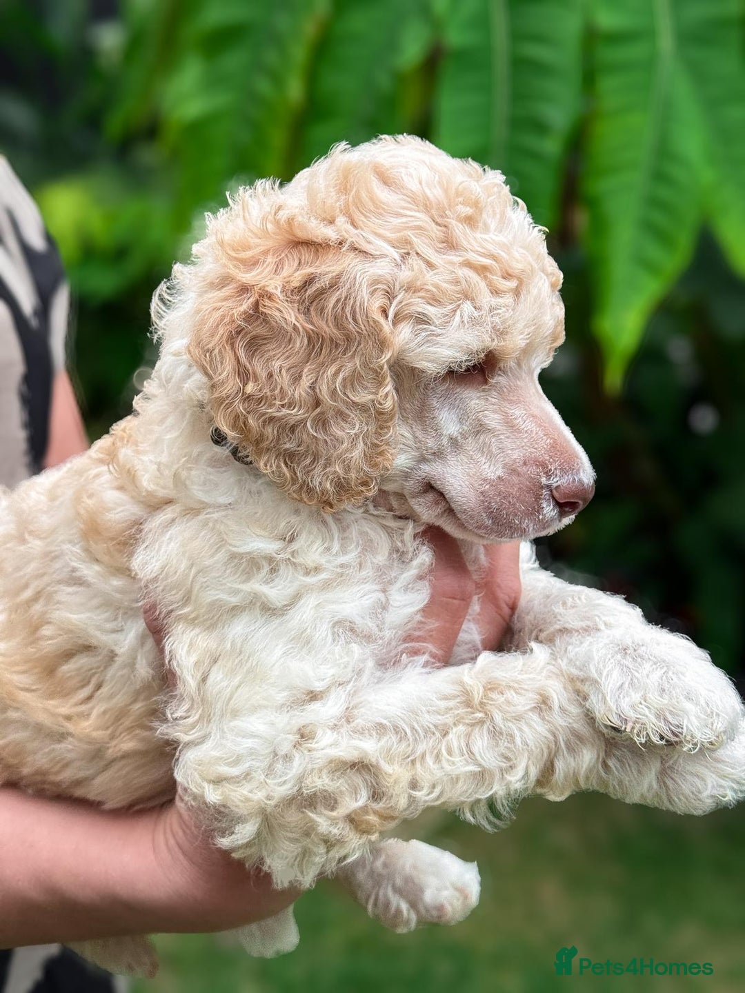 Standard Poodle dogs for sale: Standard Poodle Puppies Looking for Their Families - Image 14
