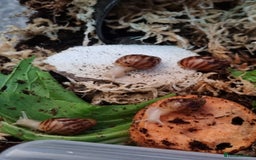Snails invertebrates for sale: Tiger Stripe Albino Giant African Land Snails - Image 2