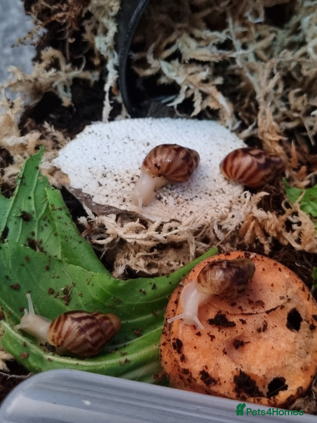 Snails invertebrates for sale: Tiger Stripe Albino Giant African Land Snails - Image 2