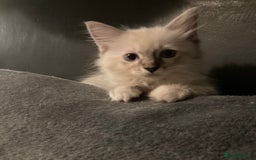 Ragdoll cats for sale: GCCF Registered Ragdolls  - Image 9