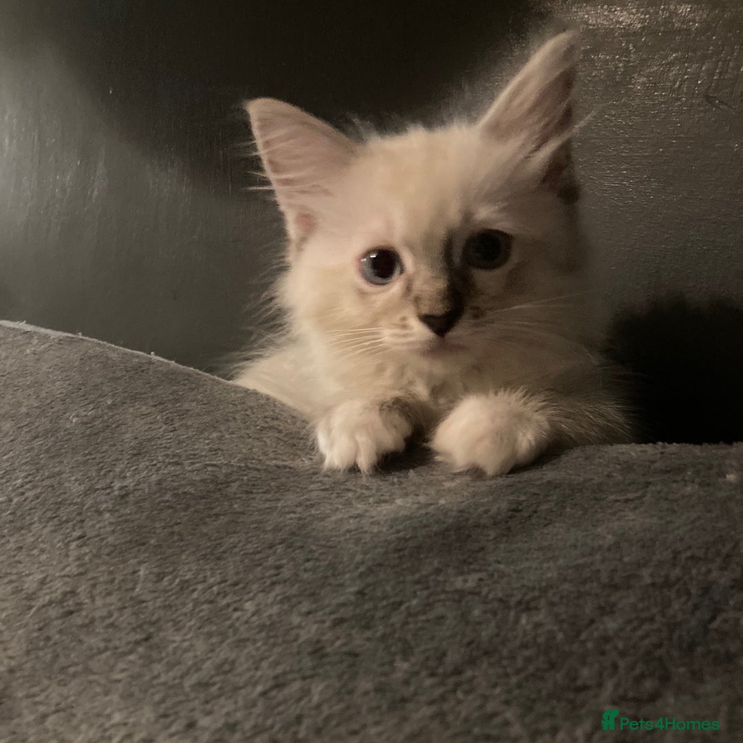 Ragdoll cats for sale: GCCF Registered Ragdolls  - Image 9