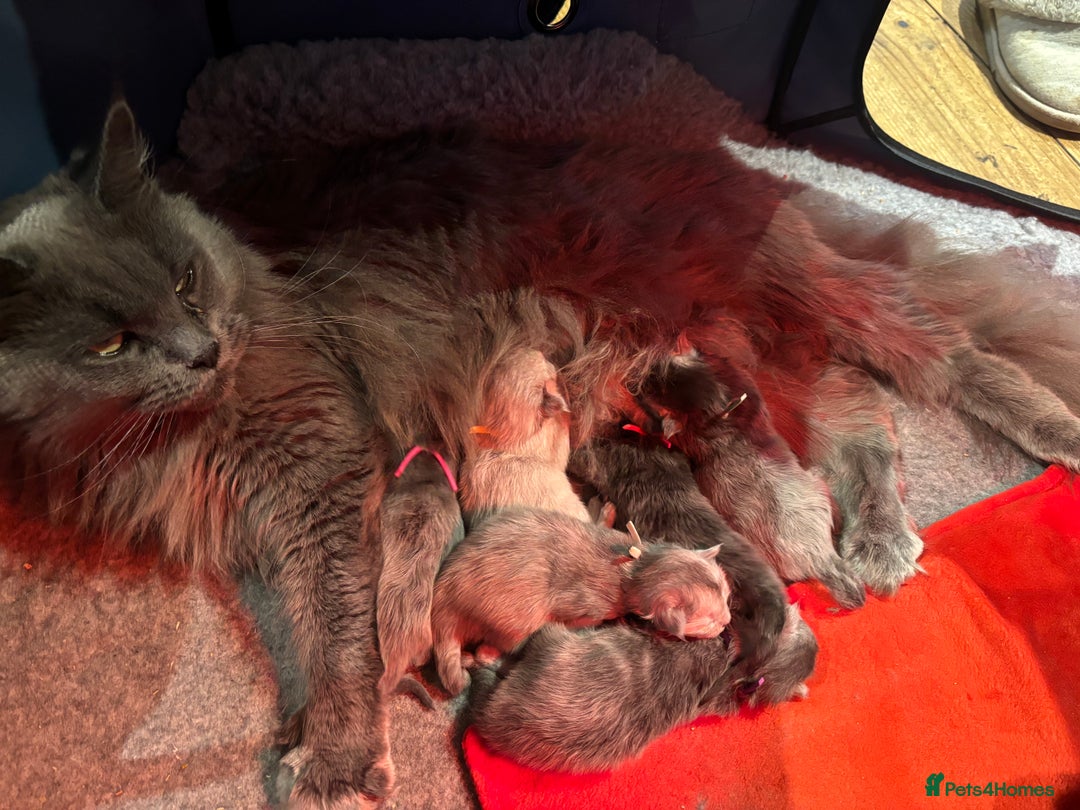 Maine Coon cats for sale: Stunning FiFe Maine Coons - Advert 13