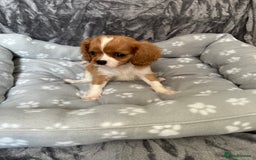 Cavalier King Charles Spaniel dogs for sale: Health tested stunning puppies - Advert 10