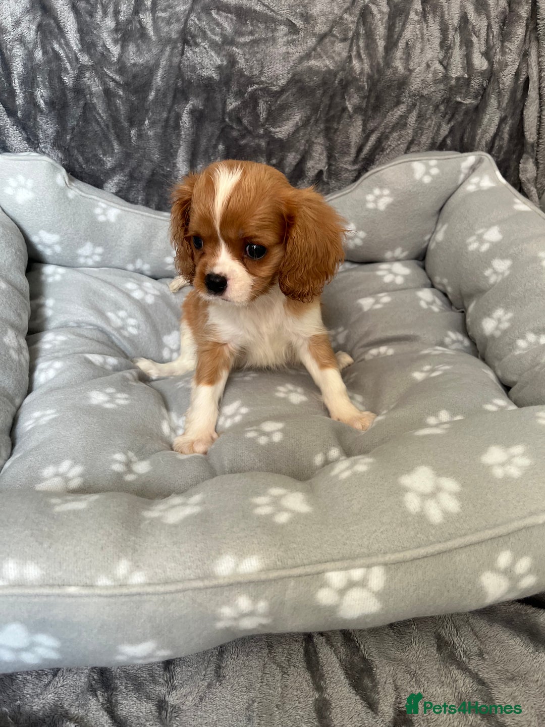 Cavalier King Charles Spaniel dogs for sale: Health tested stunning puppies - Advert 10