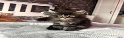 Maine Coon cats for sale: BEAUTIFUL MAINE COON KITTENS LOOKING FOR NEW HOME - Advert 8