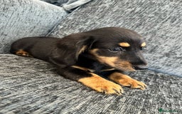 Miniature Dachshund dogs for sale: last female Long hair miniature dachshunds 🐾  - Image 6