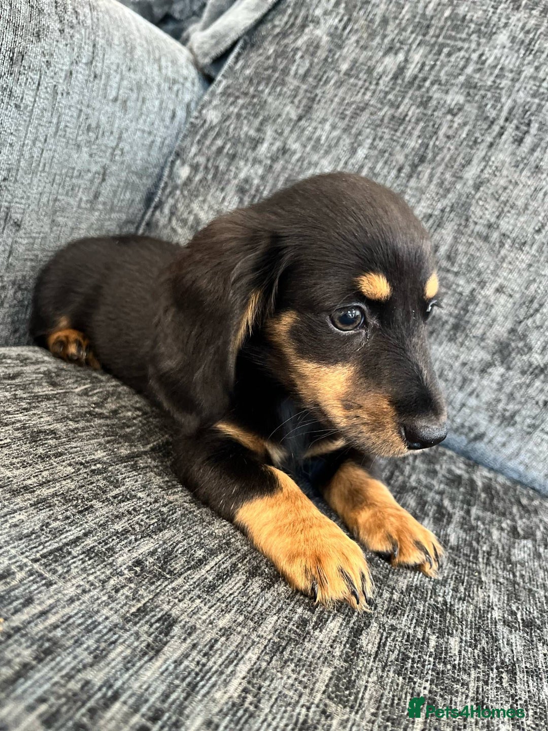 Miniature Dachshund dogs for sale: last female Long hair miniature dachshunds 🐾  - Image 6