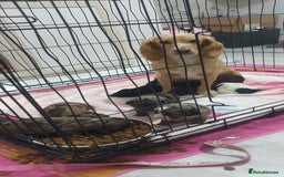 Cocker Spaniel dogs for sale: Cocker spaniel puppies  - Image 2