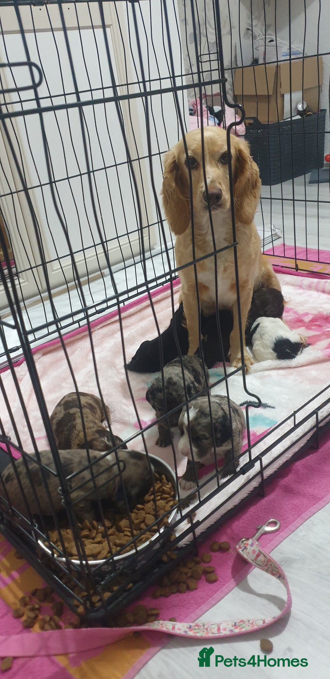 Cocker Spaniel dogs for sale: Cocker spaniel puppies  - Image 2