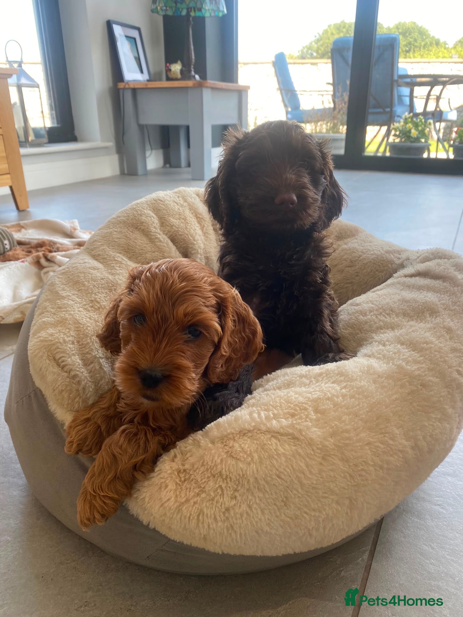Cockapoo dogs Two beautiful puppies - Advert 12