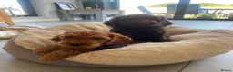 Cockapoo dogs for sale: Two beautiful puppies - Advert 1