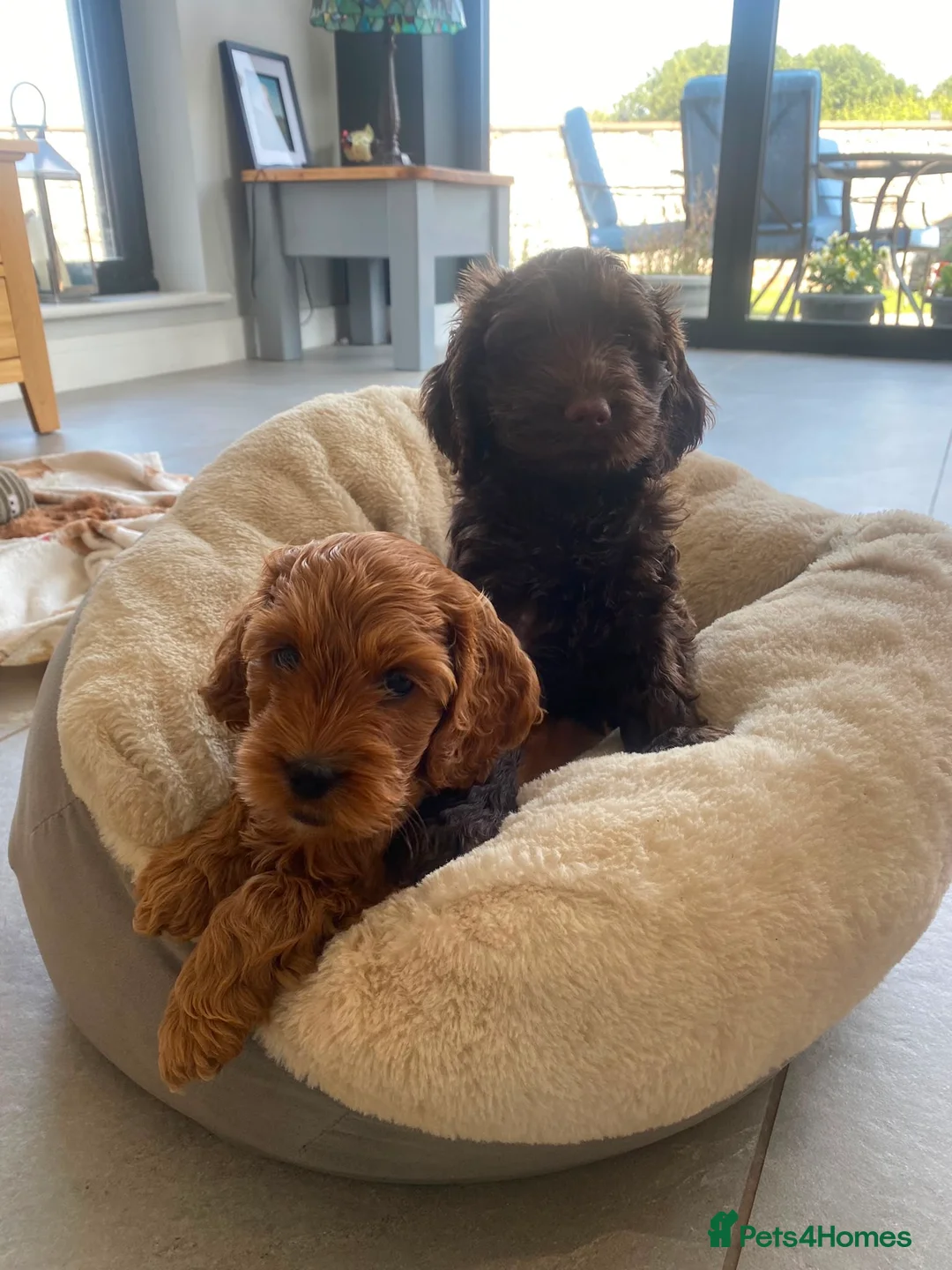 Cockapoo dogs for sale: Two beautiful puppies - Advert 1
