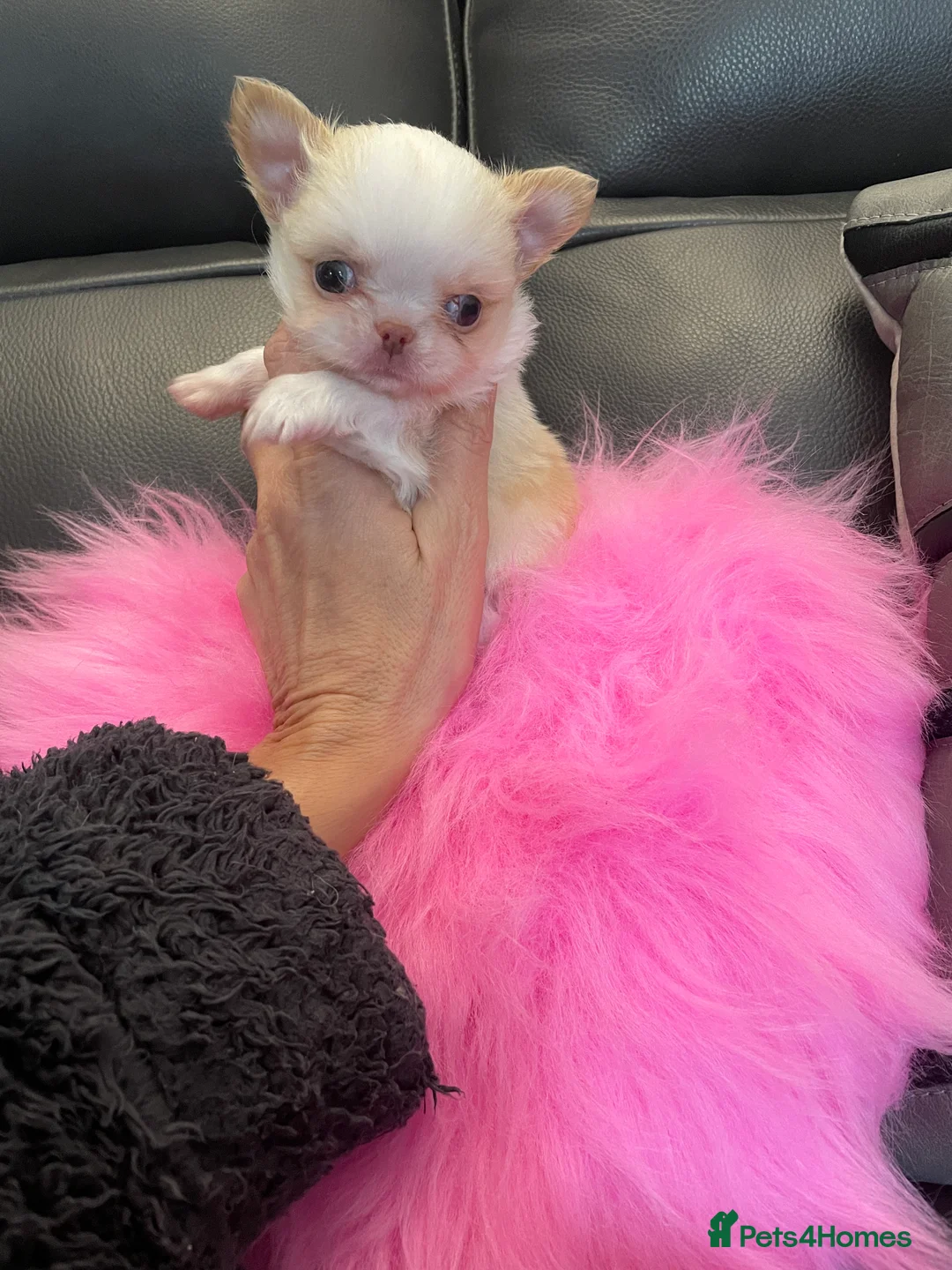 Chihuahua dogs for sale: Gorgeous  little  Longcoat Boy Kc 🌟🌟🌟🌟🌟 - Advert 11