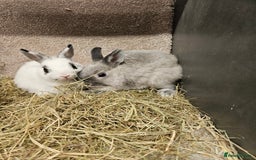 Netherland Dwarf rabbits for sale: Pure Bred Netherland Dwarfs - Image 7