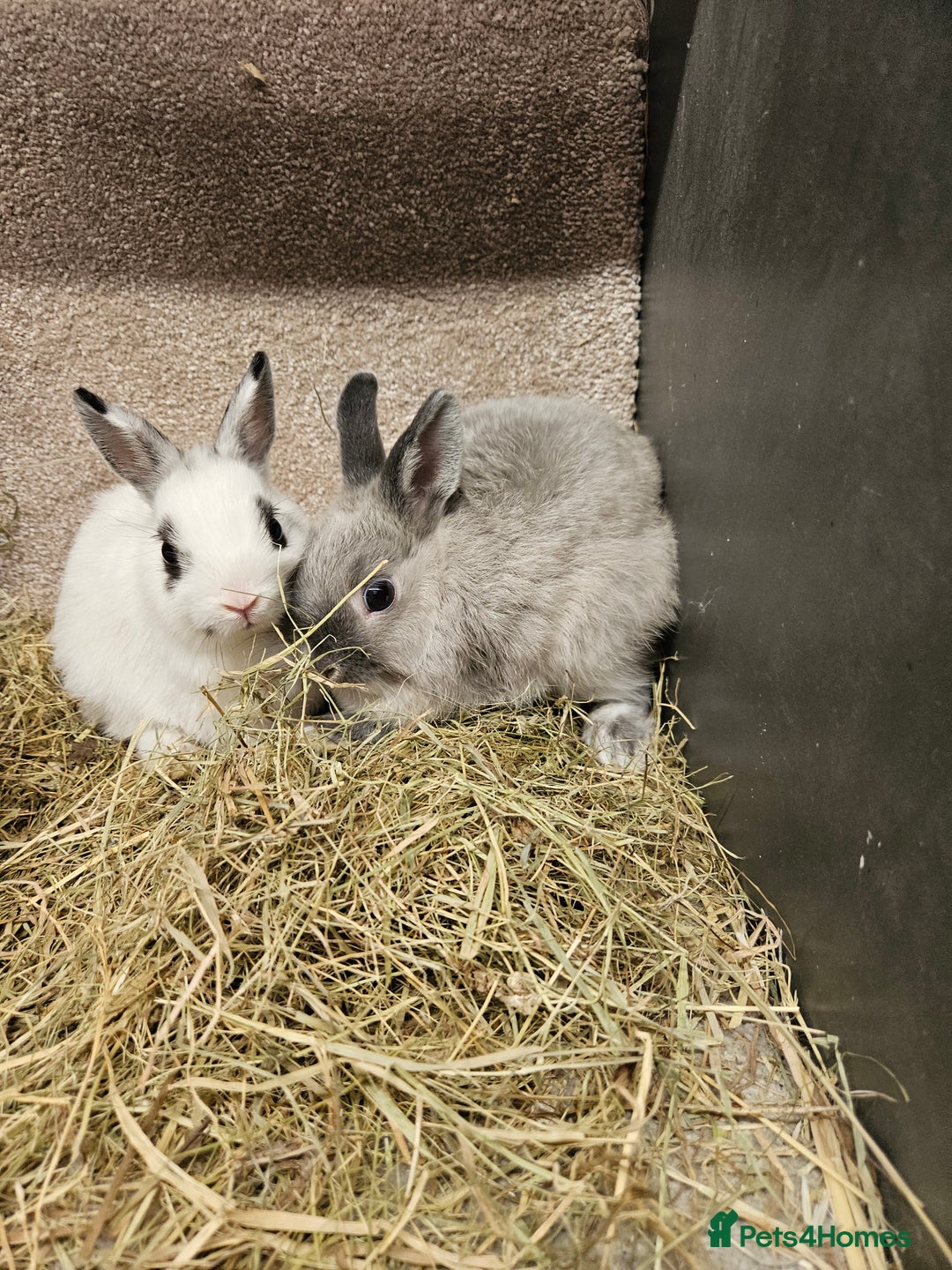 Netherland Dwarf rabbits for sale: Pure Bred Netherland Dwarfs - Image 7