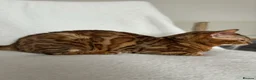 Bengal cats for stud: Beautiful bengal stud⭐️ - Advert 3