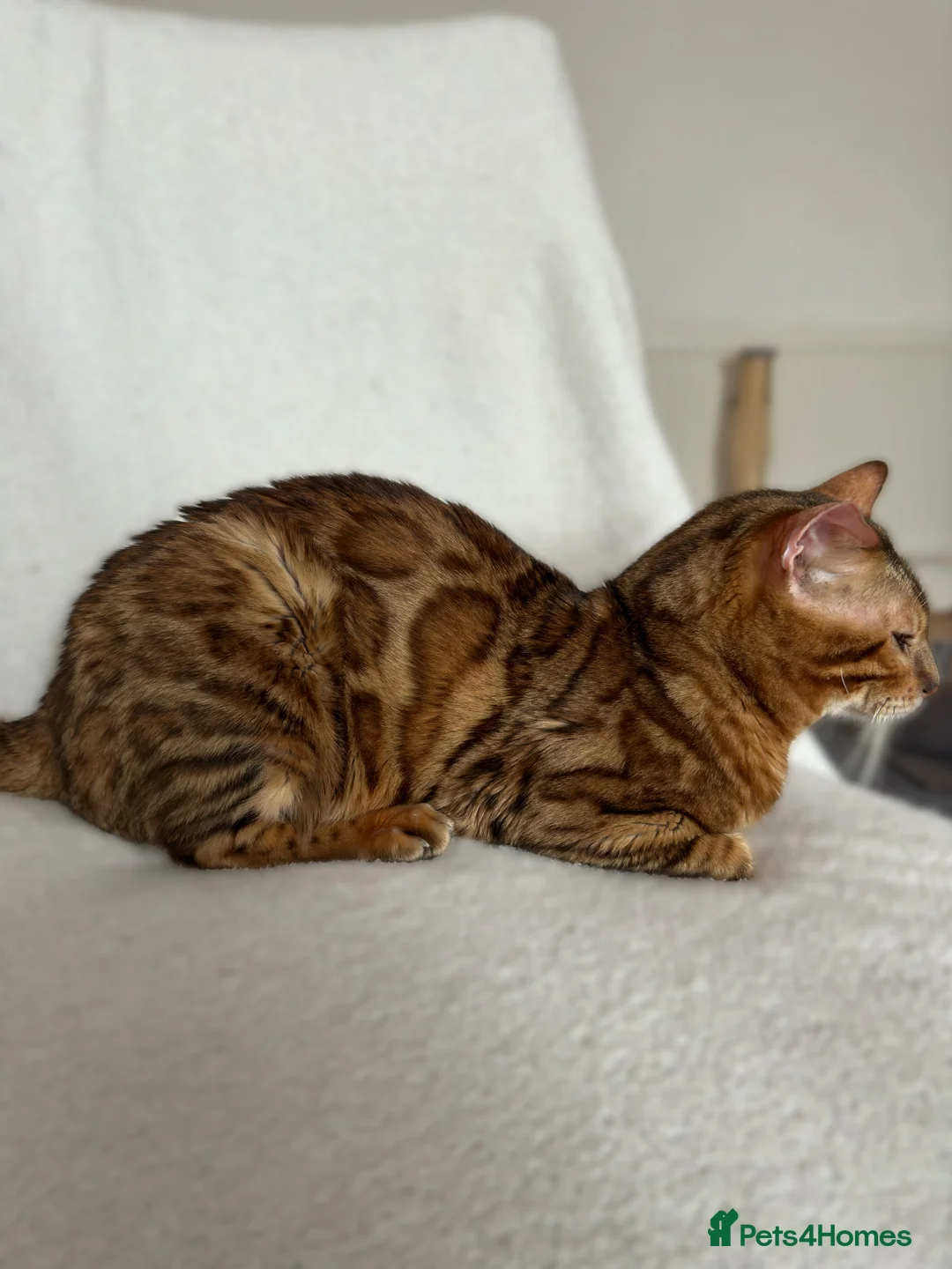 Bengal cats for stud: Beautiful bengal stud⭐️ - Advert 3