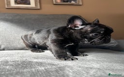 French Bulldog dogs for sale: KC wonderful French Bulldog puppies🐾 - Image 21