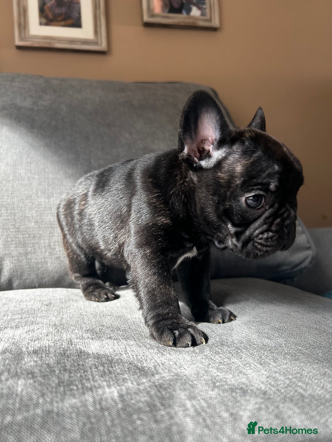 French Bulldog dogs for sale: KC wonderful French Bulldog puppies🐾 - Image 21