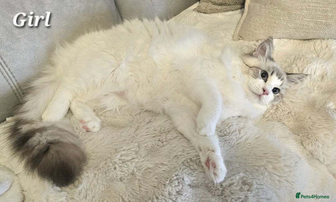 Ragdoll cats for sale: Beautiful GCCF Registered kittens  - Advert 8