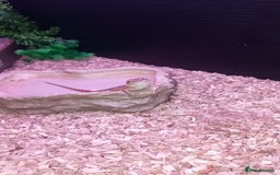 Bearded Dragon reptiles for sale: 8 Week Old Baby Bearded Dragon With Full Set Up - Image 3