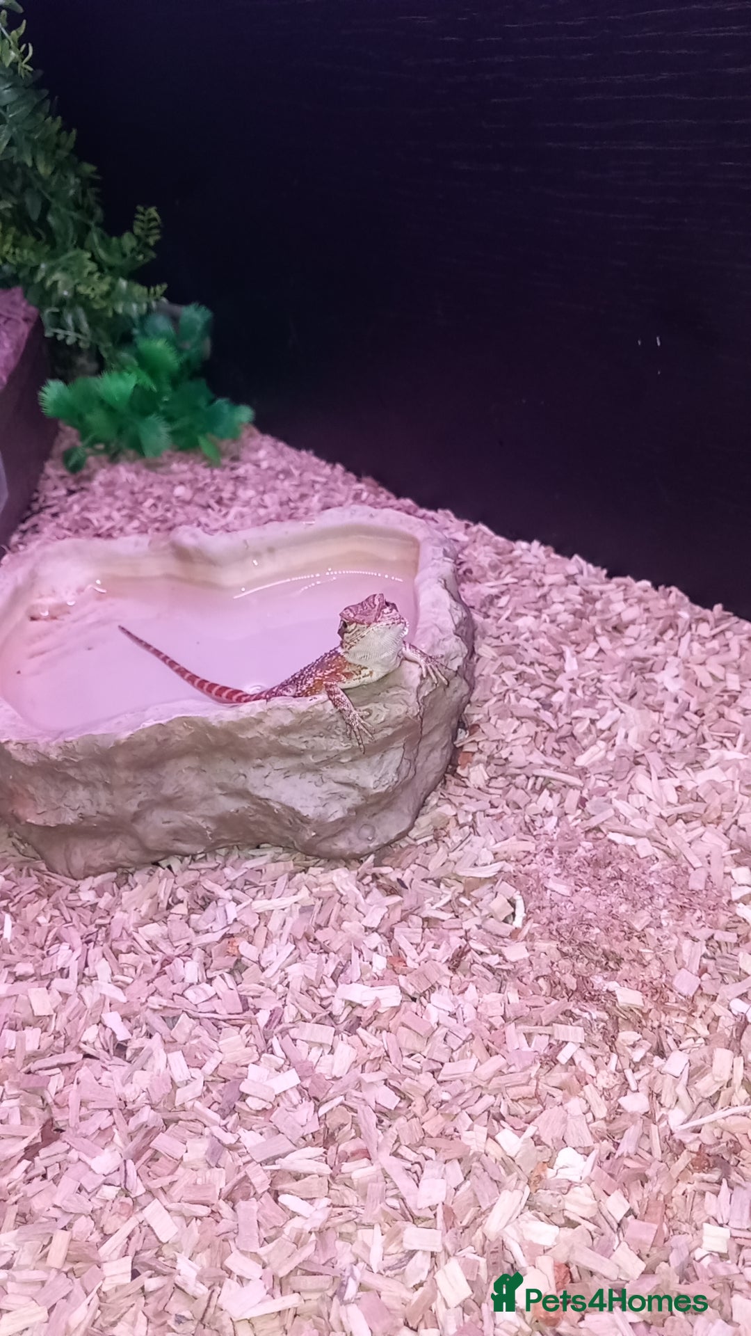 Bearded Dragon reptiles for sale: 8 Week Old Baby Bearded Dragon With Full Set Up - Image 3