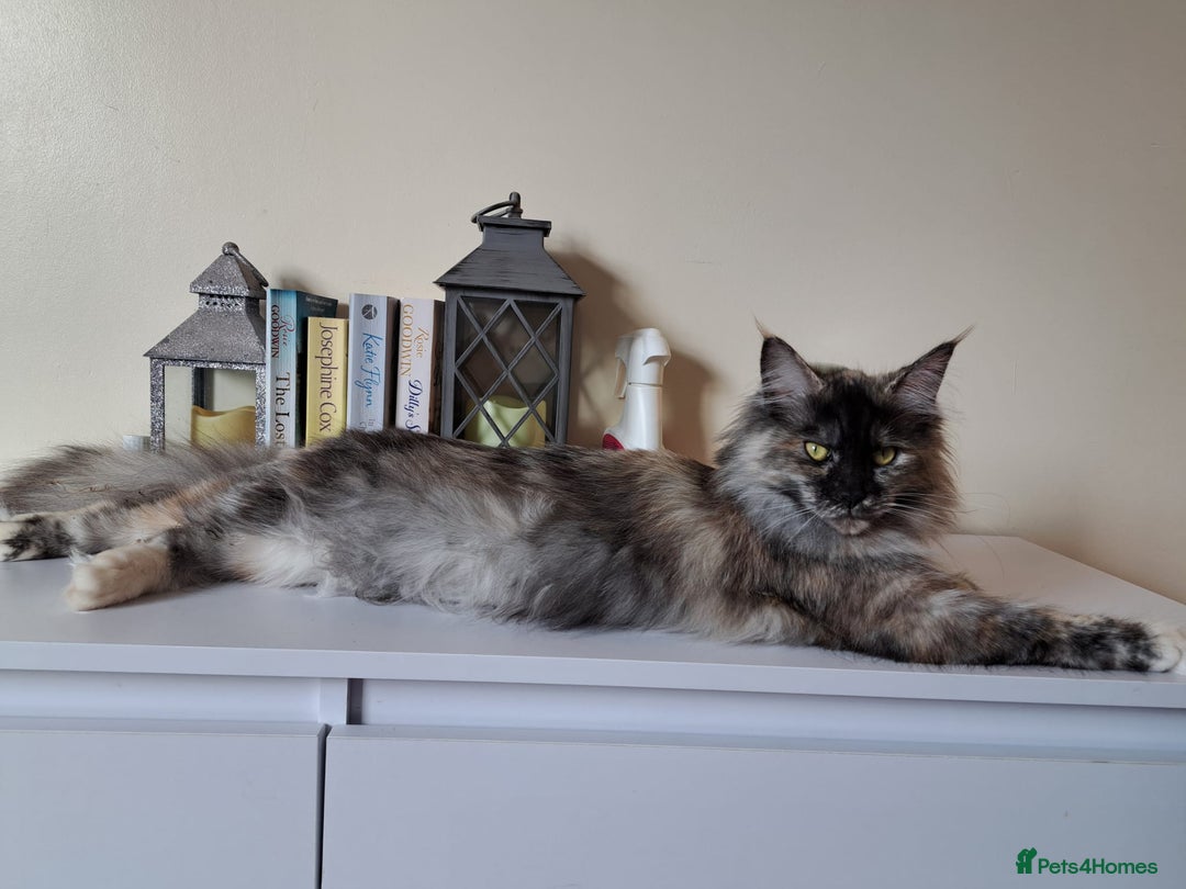 Maine Coon cats for sale: Maine coon kitten  - Image 6