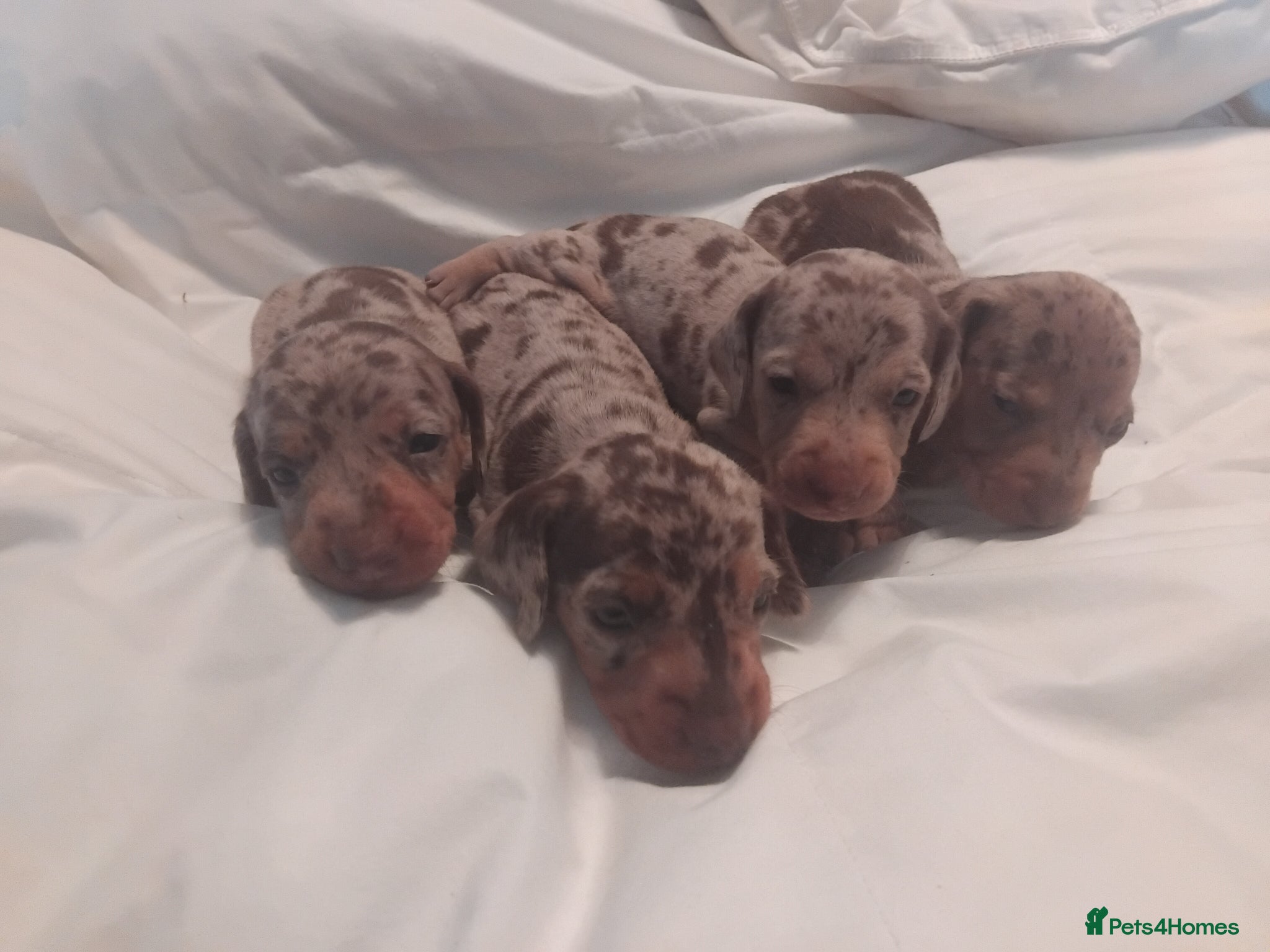 Miniature Dachshund dogs Miniature dachshund  - Advert 1