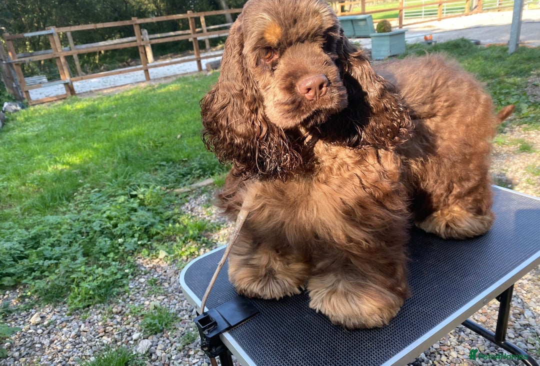 American Cocker Spaniel dogs for stud: Chocolate & Tan Proven KC American Cocker Stud in Doncaster - Image 2