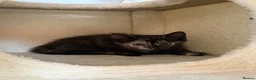 Mixed Breed cats for sale: 3 GORGEOUS KITTENS FOR SALE - Advert 9
