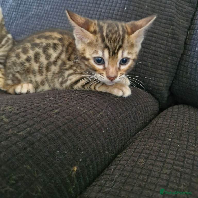 Bengal cats Lovely boy selling with no fault of his own  - Advert 5