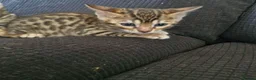 Bengal cats for sale: Lovely boy selling with no fault of his own  - Advert 1