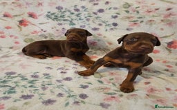 Dobermann dogs for sale: Elite Class World Champion Pedigree Pups KC'D - Image 9