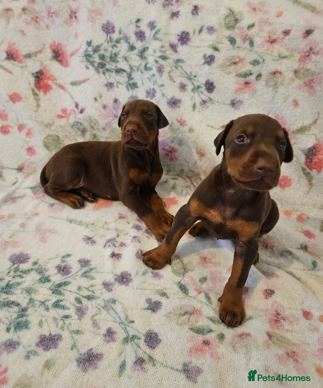 Dobermann dogs for sale: Elite Class World Champion Pedigree Pups KC'D - Image 9