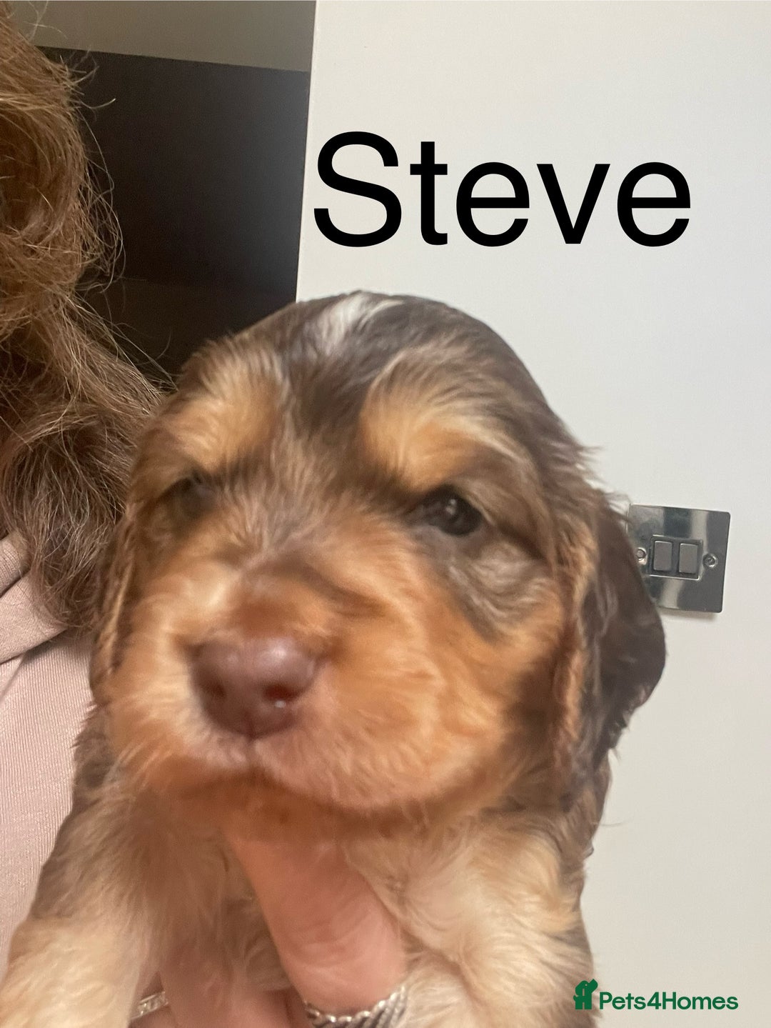 Cocker Spaniel dogs for sale: Beautiful health tested Cocker spaniel pups  - Advert 30