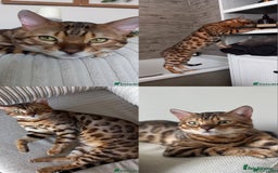 Bengal cats for sale: 5 Bengal Kittens (snow, brown, black) - Image 15