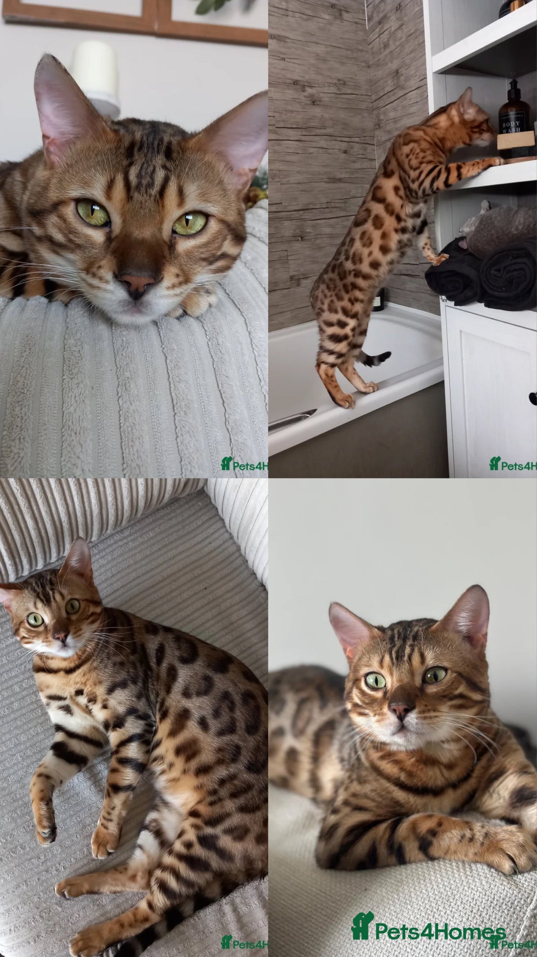 Bengal cats for sale: 5 Bengal Kittens (snow, brown, black) - Image 15