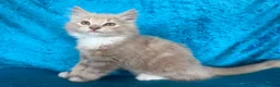 Norwegian Forest Cat cats for sale: Norwegian Forest boys - Advert 3