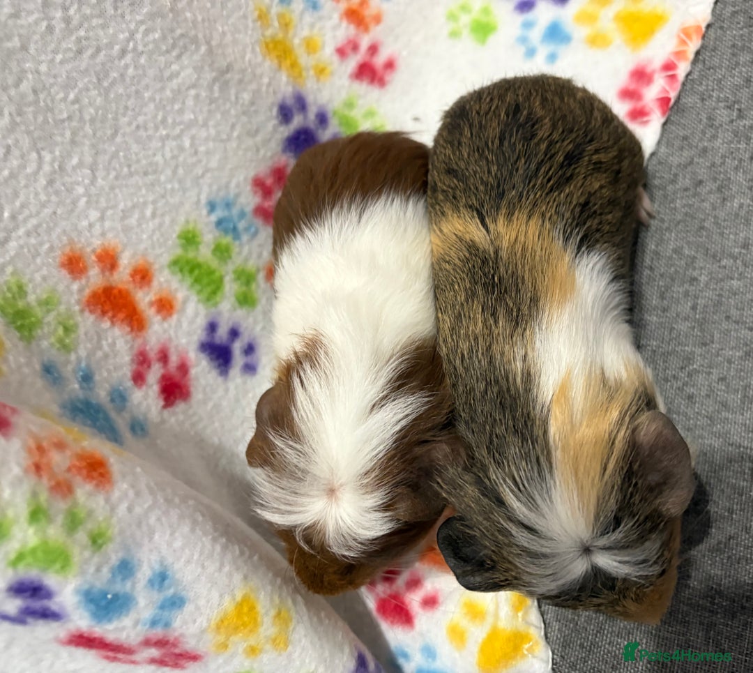 Guinea Pig rodents for sale: Guinea pigs for sale  - Image 10