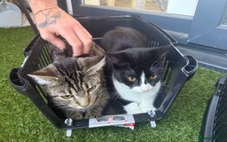 British Shorthair cats for sale: Nala 1 year old Kitten  - Image 4