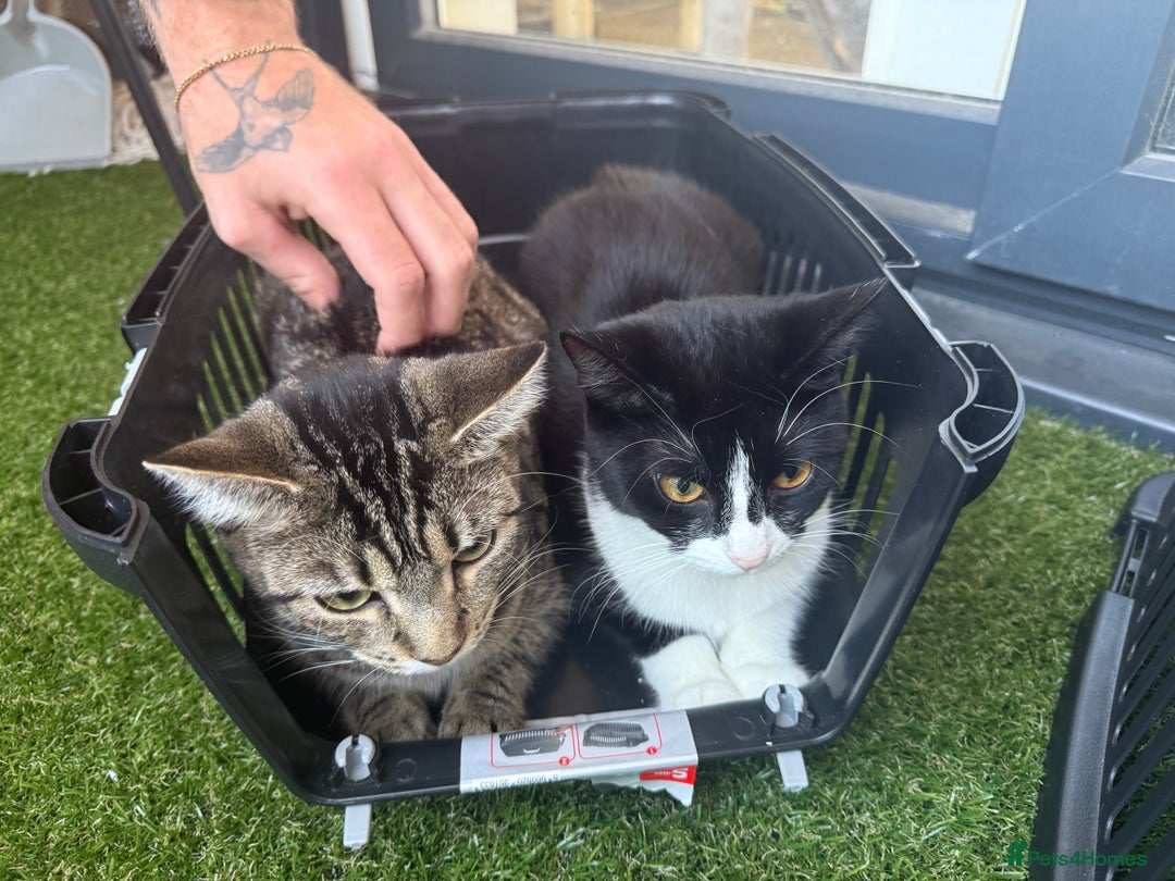 British Shorthair cats for sale: Nala 1 year old Kitten  - Image 4