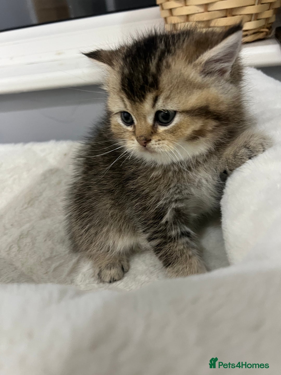 Scottish Fold cats for sale: Pure breed Pedigree SF kittens  - Advert 17