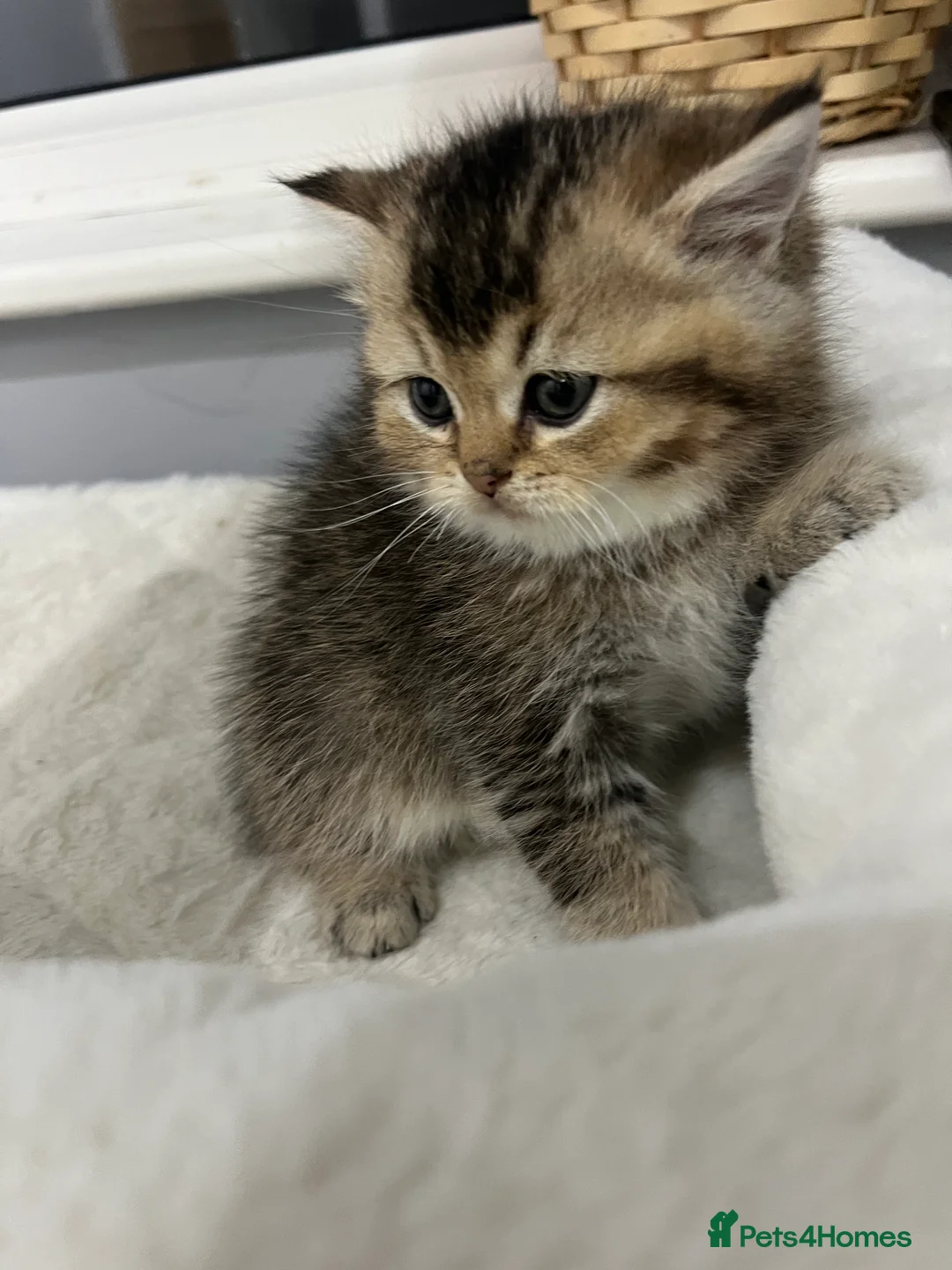 Scottish Fold cats for sale: TICA registered Pedigree boy kitten  - Advert 24